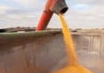 brazil_corn_harvest