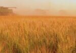 combine-wheat