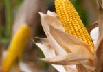 corn.argentina