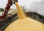cornbrazil2