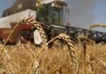 grains (1)