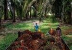 palm-oil