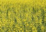 rapeseedww (2)