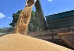 This photograph shows wheat being unloaded from combine to a car during harvester in a farm field near Malopolovetske village, some a hundred kilometers from Kyiv on July 20, 2024, amid Russian invasion of Ukraine. (Photo by Sergei SUPINSKY / AFP) (Photo by SERGEI SUPINSKY/AFP via Getty Images)
