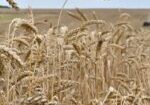 russia.grain3