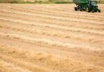 russian.grains