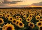 screensunflowers