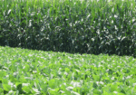 soybean