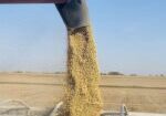 soybean.brazil12