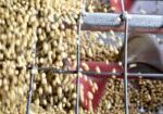 soybean55