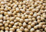 soybeans22