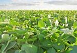 soybeans_soybeans