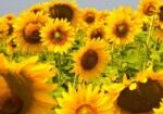 Kharkov,,Ukraine.,Sunflower,Fields,With,Sunflower,Are,Blooming,On,The