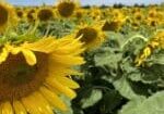 sunflower-oil