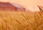 wheat-wheat-fields2