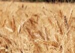 wheat32